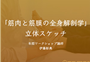 筋肉と筋膜の全身解剖学立体スケッチの画像